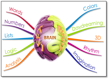 Brain Hemispheres